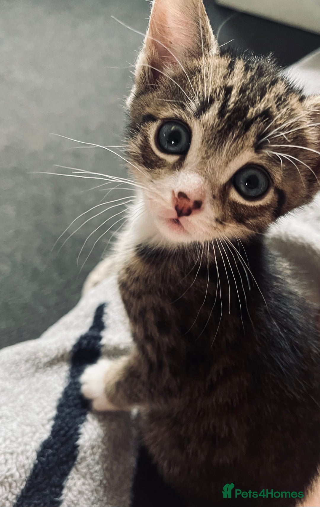 Domestic Shorthair cats for sale: 2 Domestic Shorthair Male - Image 2