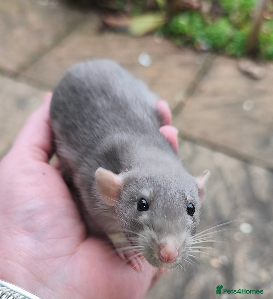 Rat rodents for sale: Beautiful male and female Dumbo rats - Advert 5