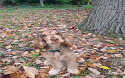 Cocker Spaniel dogs for sale: Chocolate Sable Show Cocker Spaniel  - Image 2