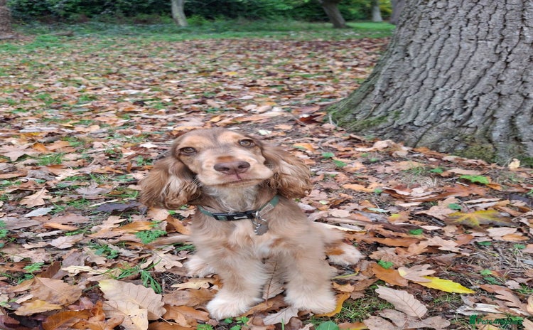 Cocker Spaniel dogs Chocolate Sable Show Cocker Spaniel  - Advert 7