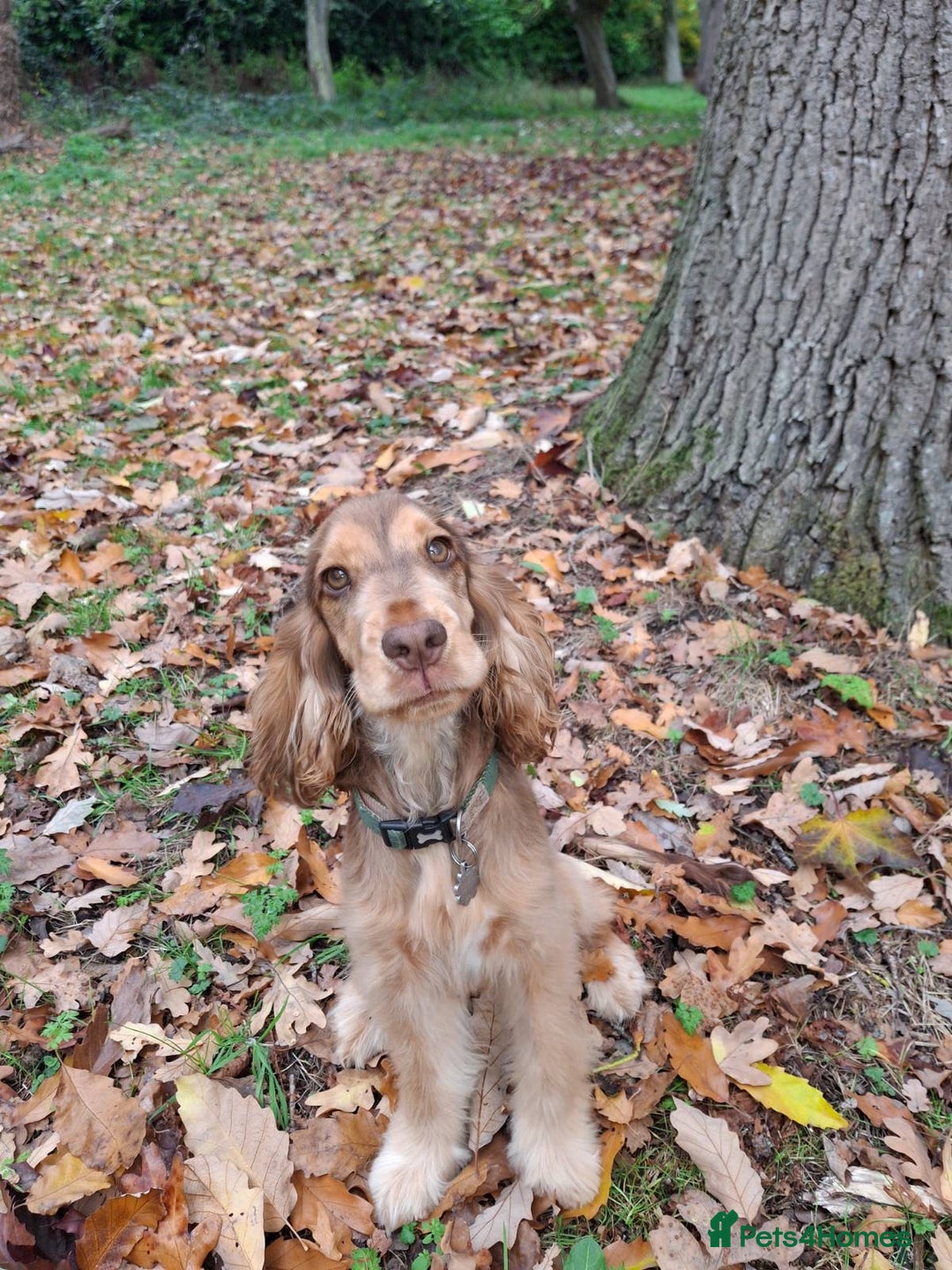 Cocker Spaniel dogs for sale: Chocolate Sable Show Cocker Spaniel  - Image 2
