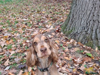 Cocker Spaniel dogs Chocolate Sable Show Cocker Spaniel - Advert 17