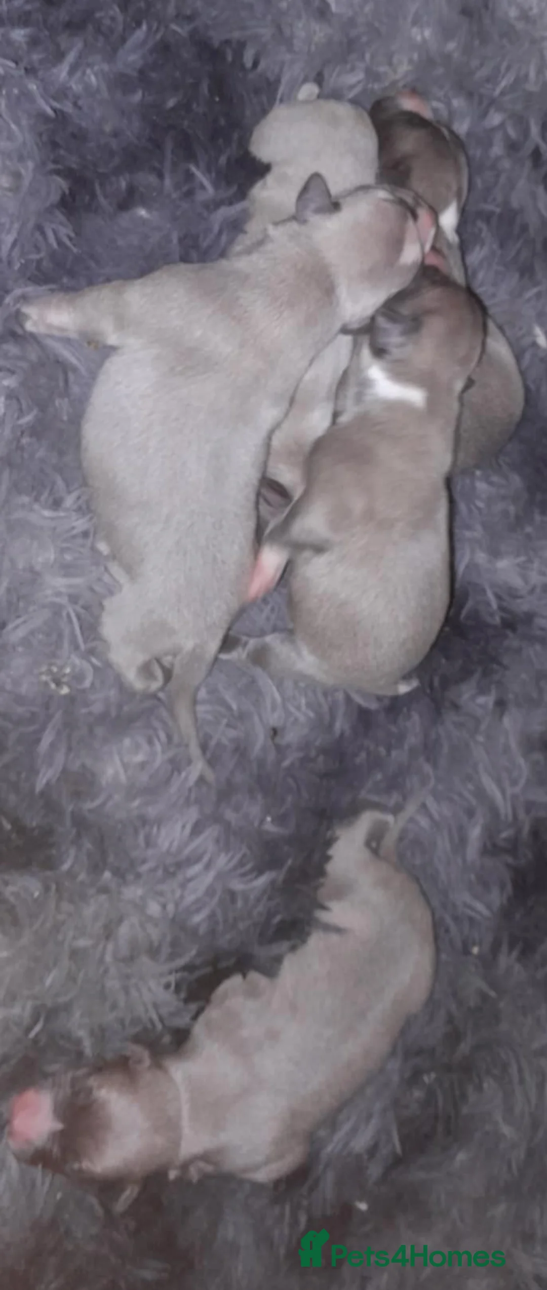 Whippet dogs for sale: Whippet pups  - Advert 5