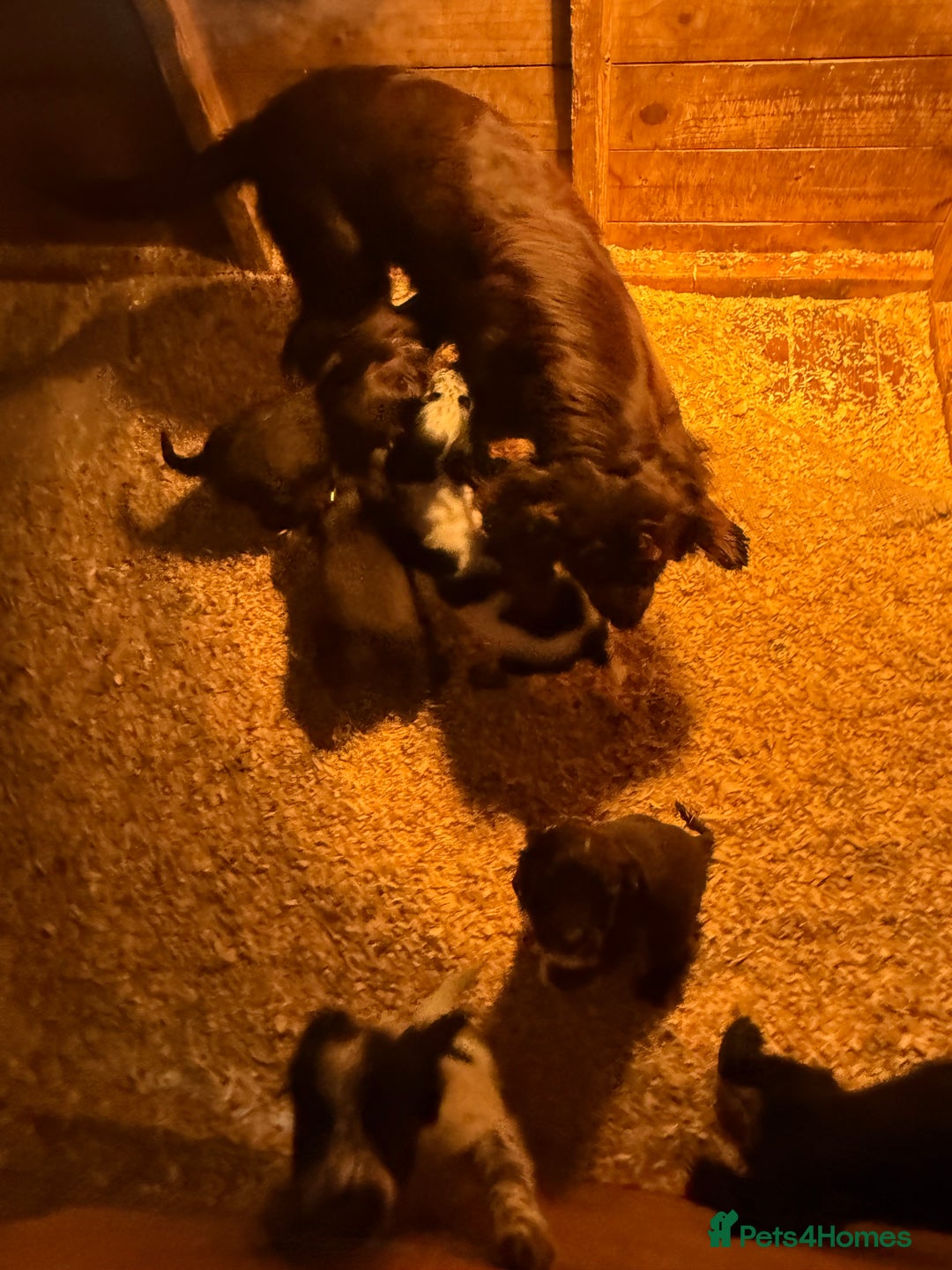 Sprocker dogs for sale: 6 Beautiful puppies  - Advert 9