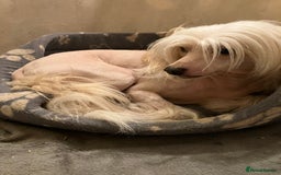 Chinese Crested dogs for sale: Chinese crested boy - Image 2