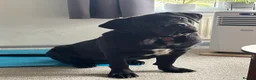 Cane Corso dogs for sale: Cane corso  in Bristol - Advert 4