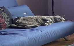 British Shorthair cats for sale: British blue BSH  - Image 11