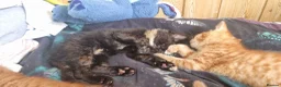 Mixed Breed cats for sale: We looking for home - Advert 10