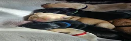 Labrador Retriever dogs for sale: Labrador Retriever Puppies🐶🐾 - Advert 9