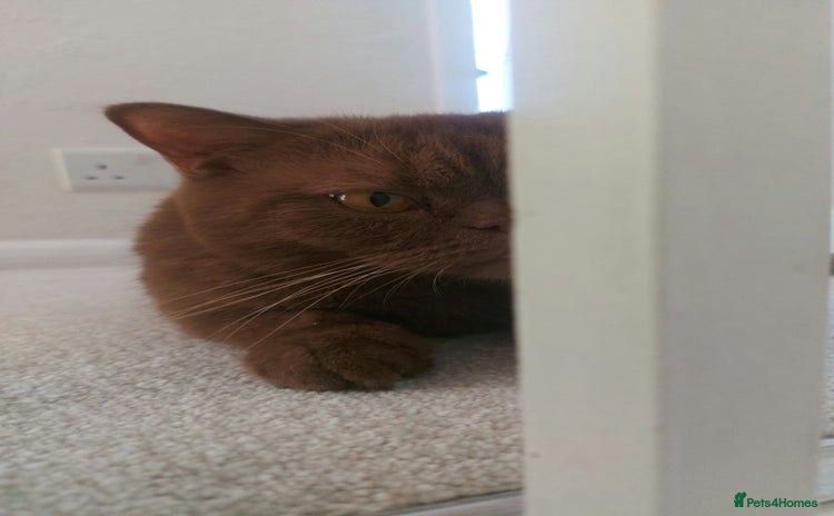 British Shorthair cats - Advert 9