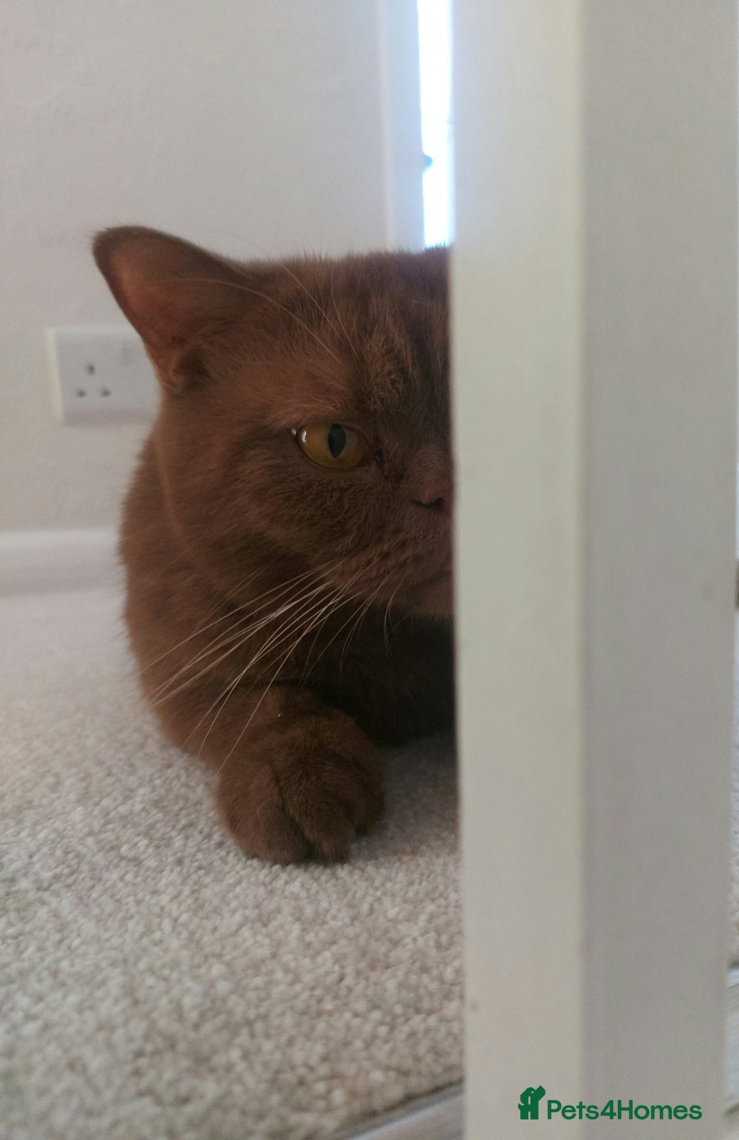 British Shorthair cats for sale: British shorthair  - Image 1