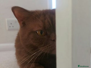 British Shorthair cats - Advert 20