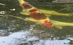 Koi Carp fish for sale: Complete Koi carp set up for sale - Image 31
