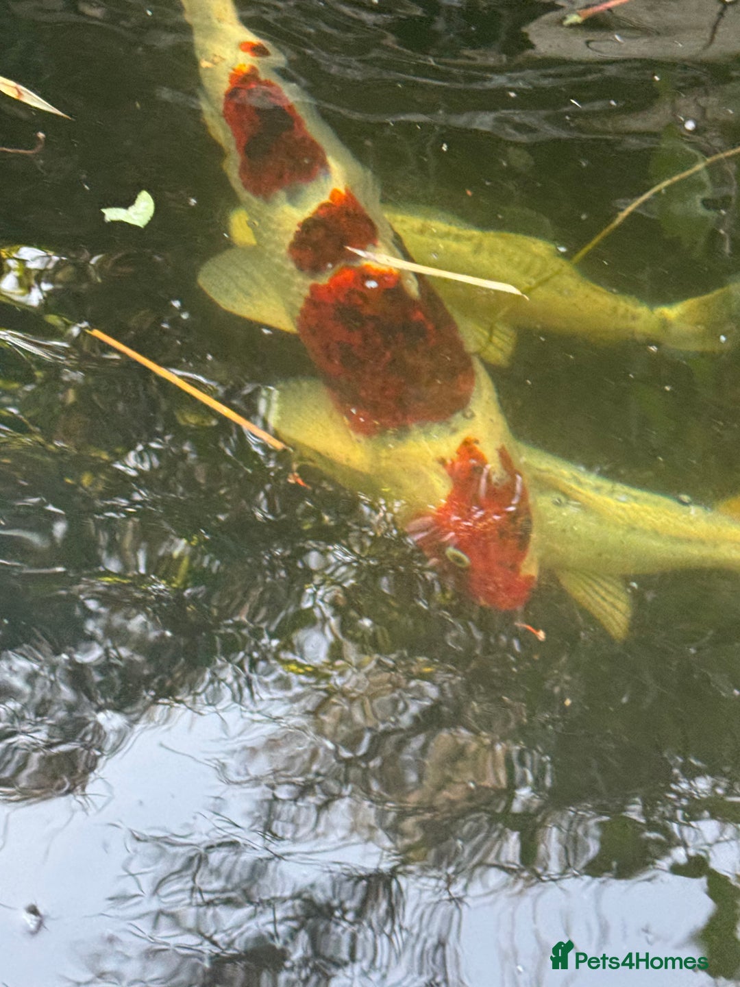Koi Carp fish for sale: Complete Koi carp set up for sale - Image 31