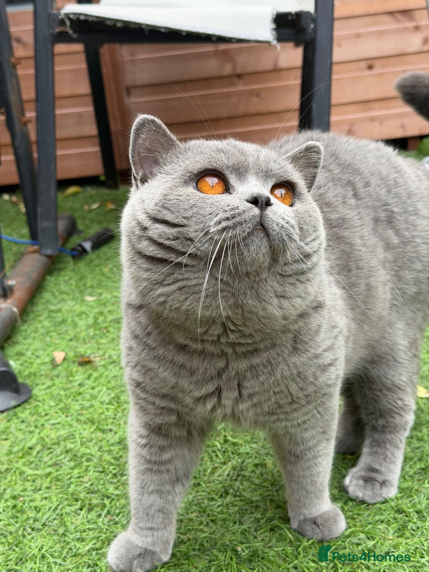 British Shorthair cats 💙 British Shorthair Blue Stud Service 💙 - Advert 16