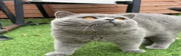 British Shorthair cats for stud: 💙 British Shorthair Blue Stud Service 💙 - Advert 3