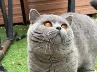 British Shorthair cats 💙 British Shorthair Blue Stud Service 💙 - Advert 1