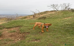 Labrador Retriever dogs for sale: 6 month - Red Fox Lab - male - Image 3