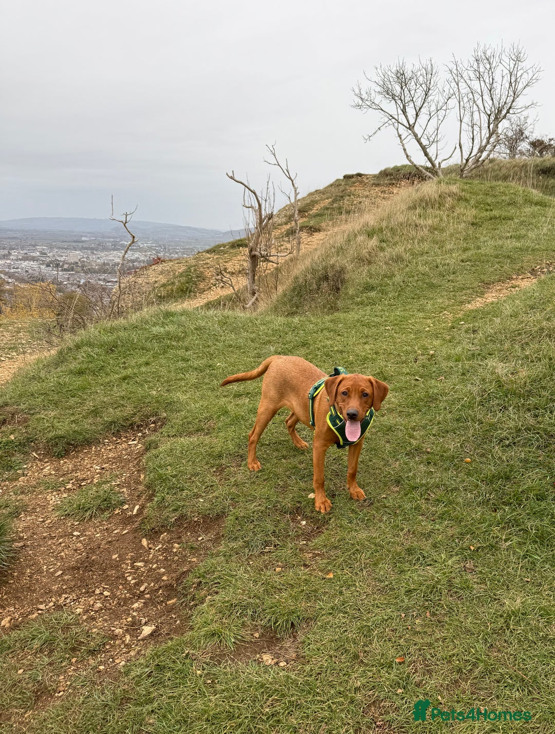 Labrador Retriever dogs for sale: 6 month - Red Fox Lab - male - Image 3