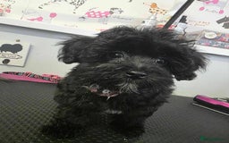 Maltipoo dogs for sale: Tiny korean Maltipoo’s - Image 6