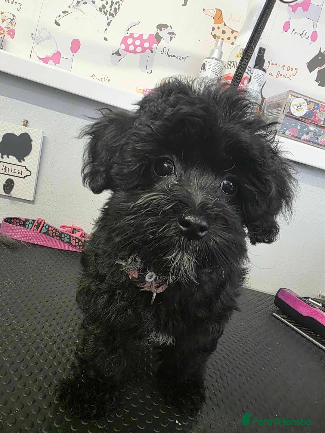 Maltipoo dogs for sale: Tiny korean Maltipoo’s - Image 6