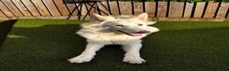 German Shepherd dogs for sale: Adorable White German Shepherd for Rehoming - Advert 1