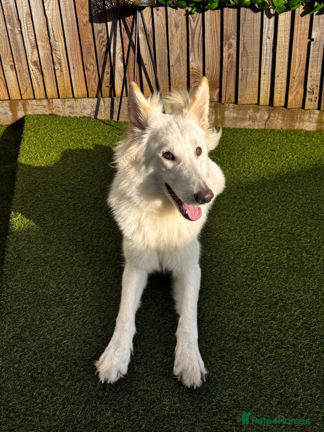 German Shepherd dogs for sale: Adorable White German Shepherd for Rehoming - Advert 1