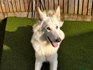 German Shepherd dogs Adorable White German Shepherd for Rehoming - Advert 4