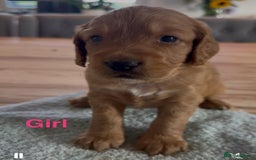 Sprocker dogs for sale: Beautiful, Loveable Spaniels For Sale - Image 5