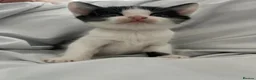 Mixed Breed cats for sale: Litter of 6 beautiful kittens  in Bolton - Advert 4