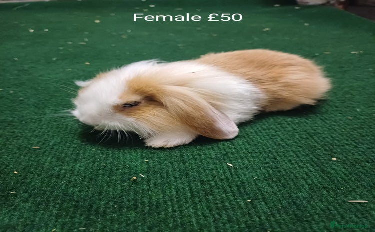 Mini Lion Lop rabbits - Advert 1