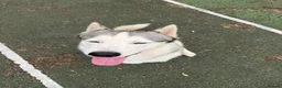 Siberian Husky dogs for sale: Male Siberian Husky - Advert 3