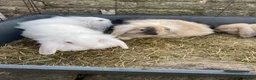Mixed Breed rabbits for sale: 🐰 9 Rabbits for Sale – 11 Weeks Old 🐇 in Exeter - Advert 3