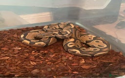 Snake reptiles for sale: Various snakes - Image 3