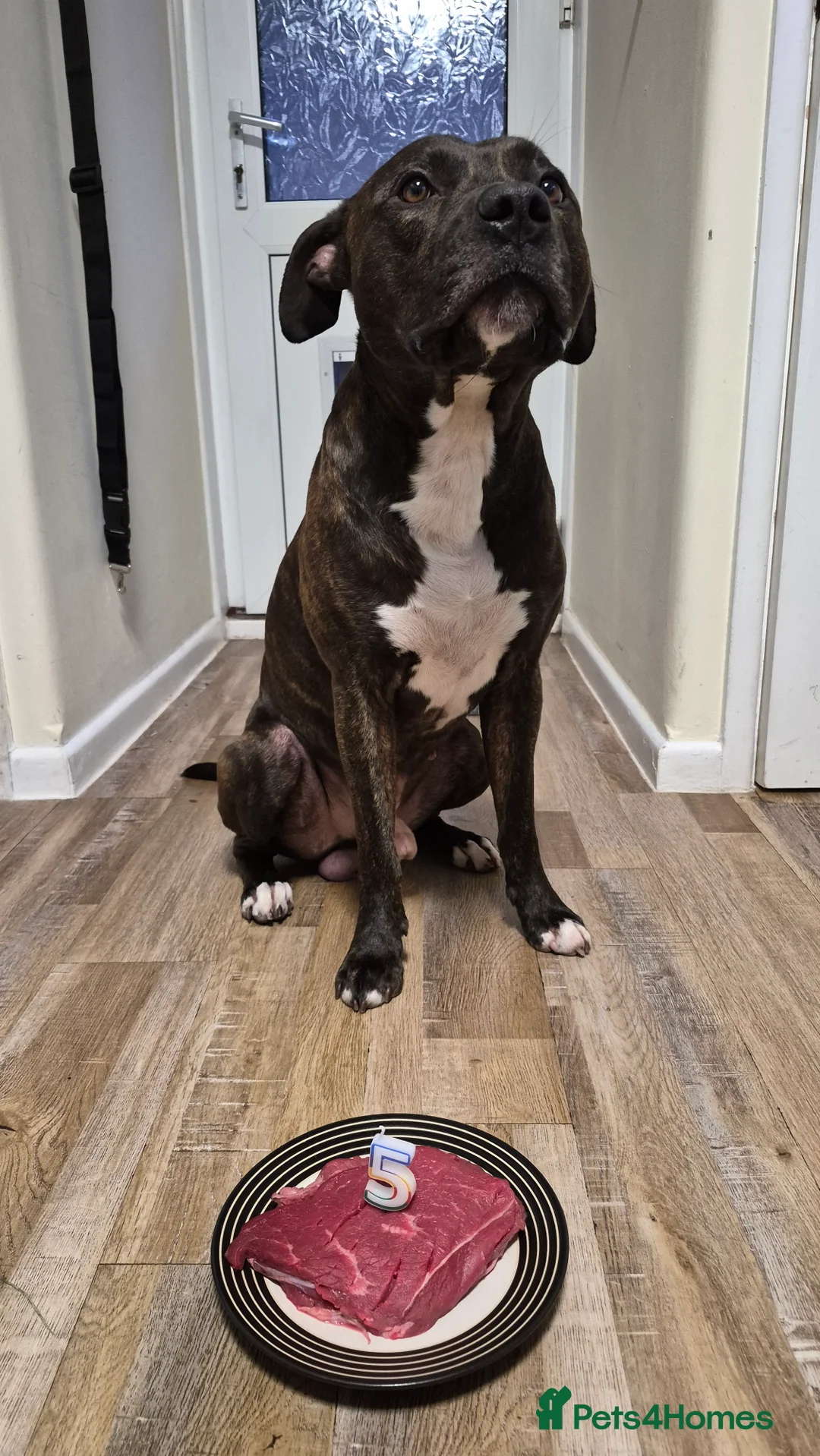 Staffordshire Bull Terrier dogs for stud: Staffy Cross for Stud - Advert 5