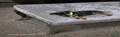 Miniature Pinscher 3