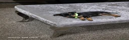 Miniature Pinscher dogs for sale: Beautiful Miniature Pinscher Puppies–4 Girls&1 boy - Advert 7