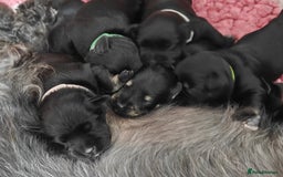 Miniature Schnauzer dogs for sale: Beautiful KC Miniature Schnauzer Puppies  - Image 13