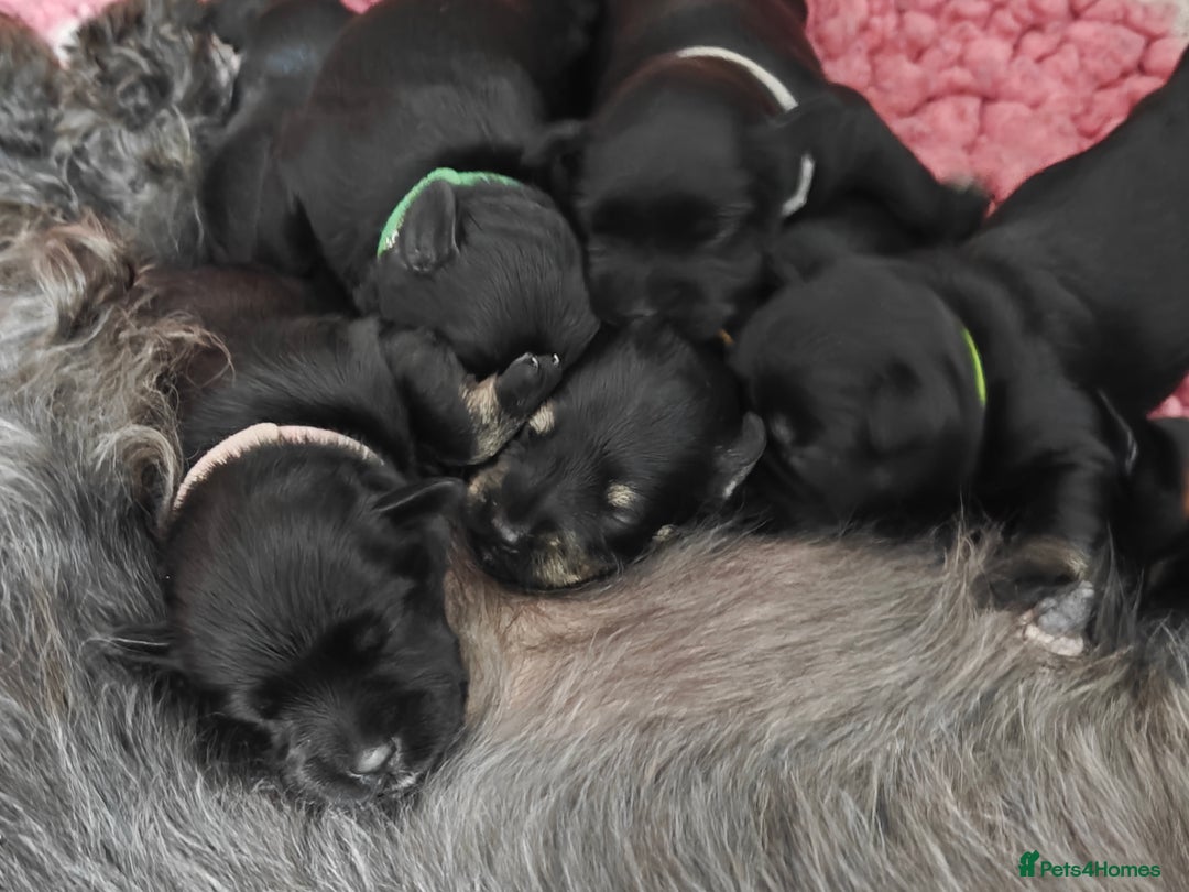 Miniature Schnauzer dogs for sale: Beautiful KC Miniature Schnauzer Puppies  - Image 13