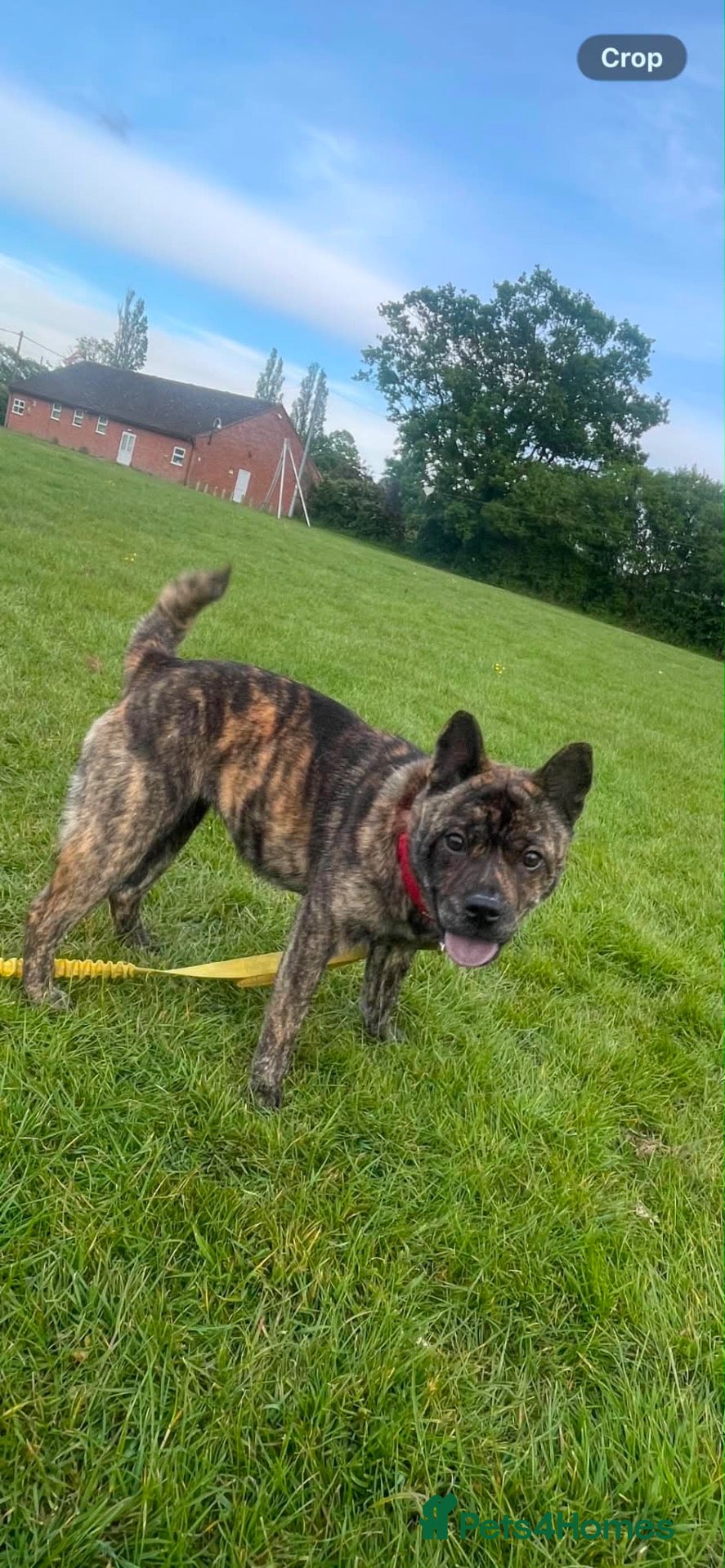 Mixed Breed dogs CHOW CHOW CROSS FRENCHIE - Advert 1