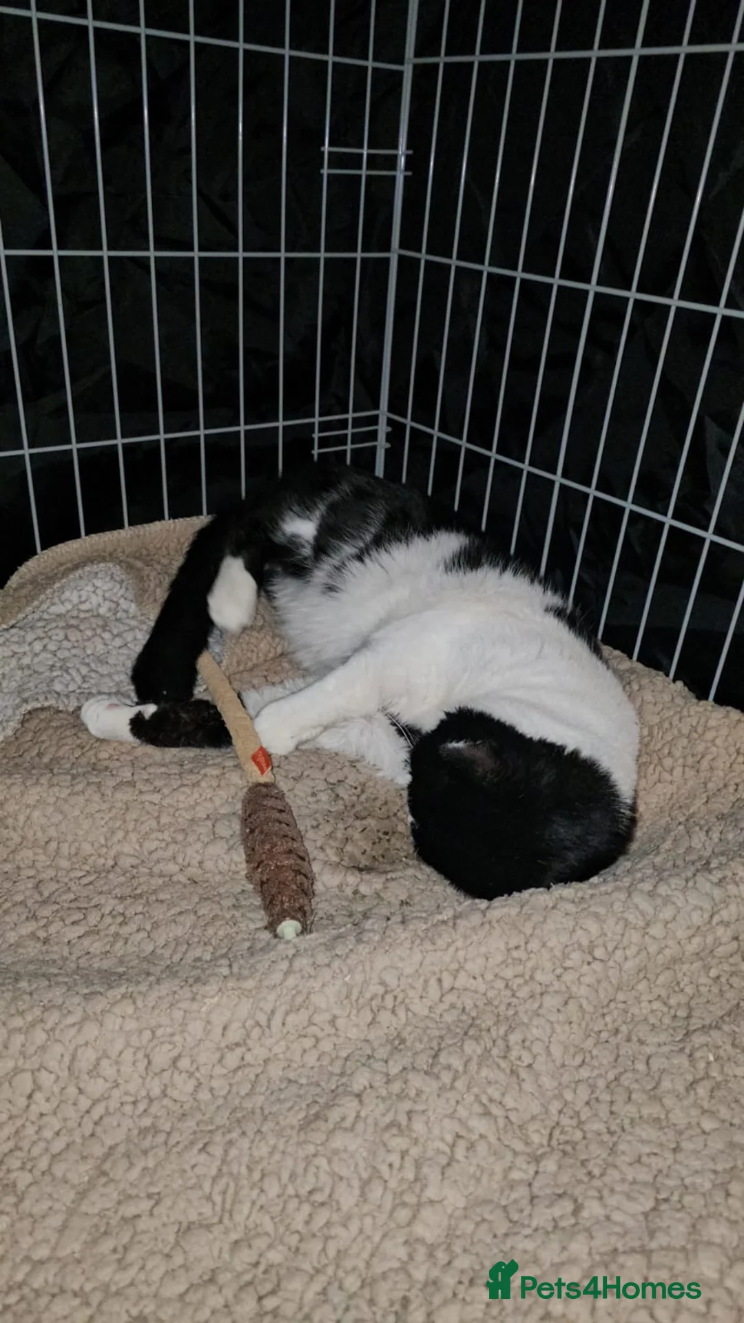 Domestic Shorthair cats for adoption: Young adult rescue male cat needs indoor home in Hook - Advert 2