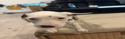 Dalmatian dogs for sale: 🐾 Stunning KC Pedigree Dalmatian Puppies 🐾 - Advert 3