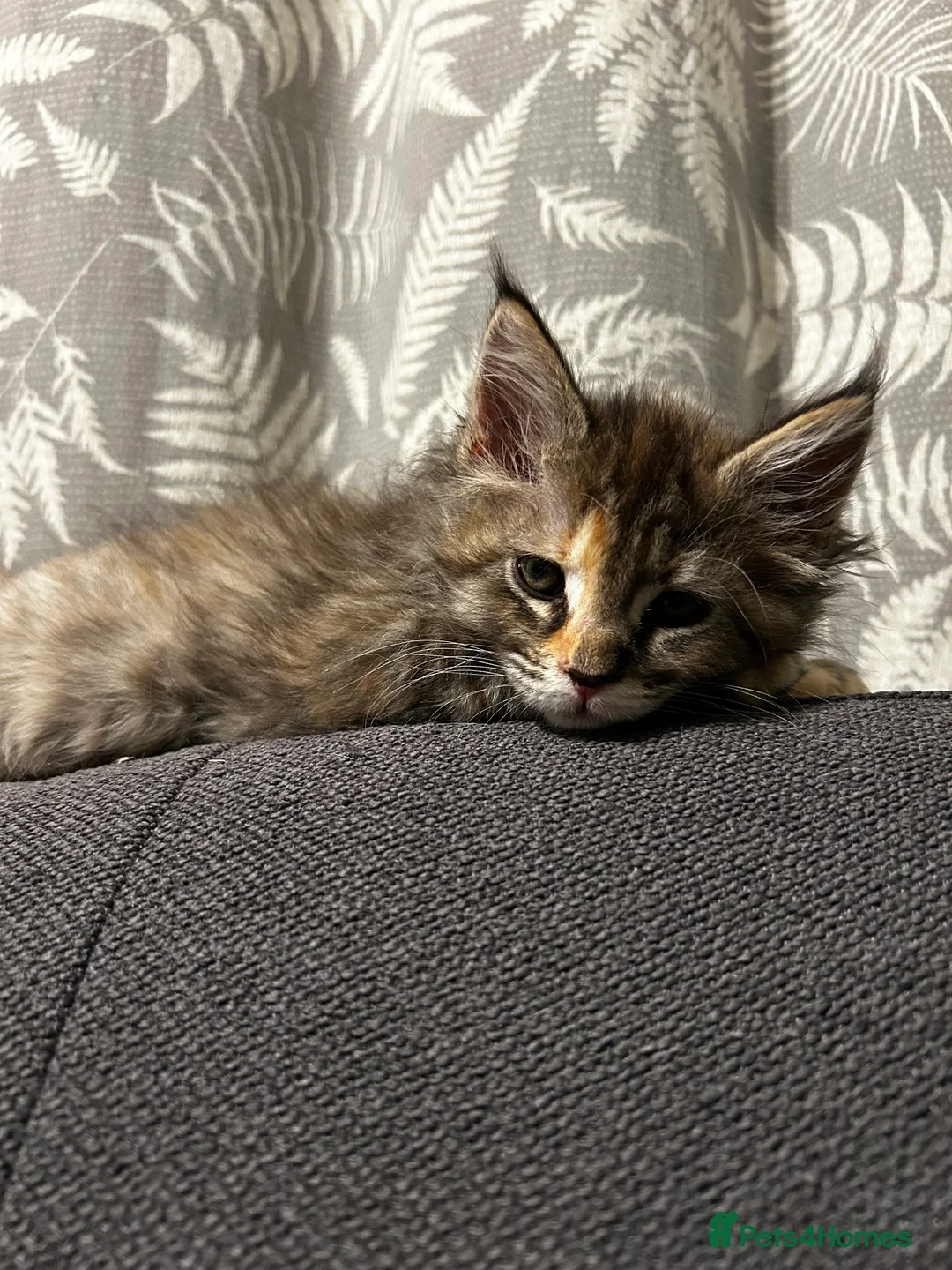 Maine Coon cats for sale: Beautiful Mainecoon kittens  - Advert 2