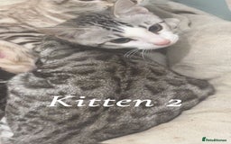 Bengal cats for sale: Stunning 3 quarter Bengals from Champion lines - Image 4