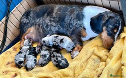Miniature Dachshund dogs for sale: 2 beautiful dappled dachshunds 2 boys  - Image 6