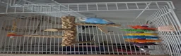 Budgerigars birds for sale: 2 Male Budgies, Cage, Accessories, Food - Advert 3