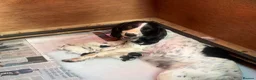 English Springer Spaniel dogs for sale: Beautiful English Springer Spaniel Puppies - Advert 13