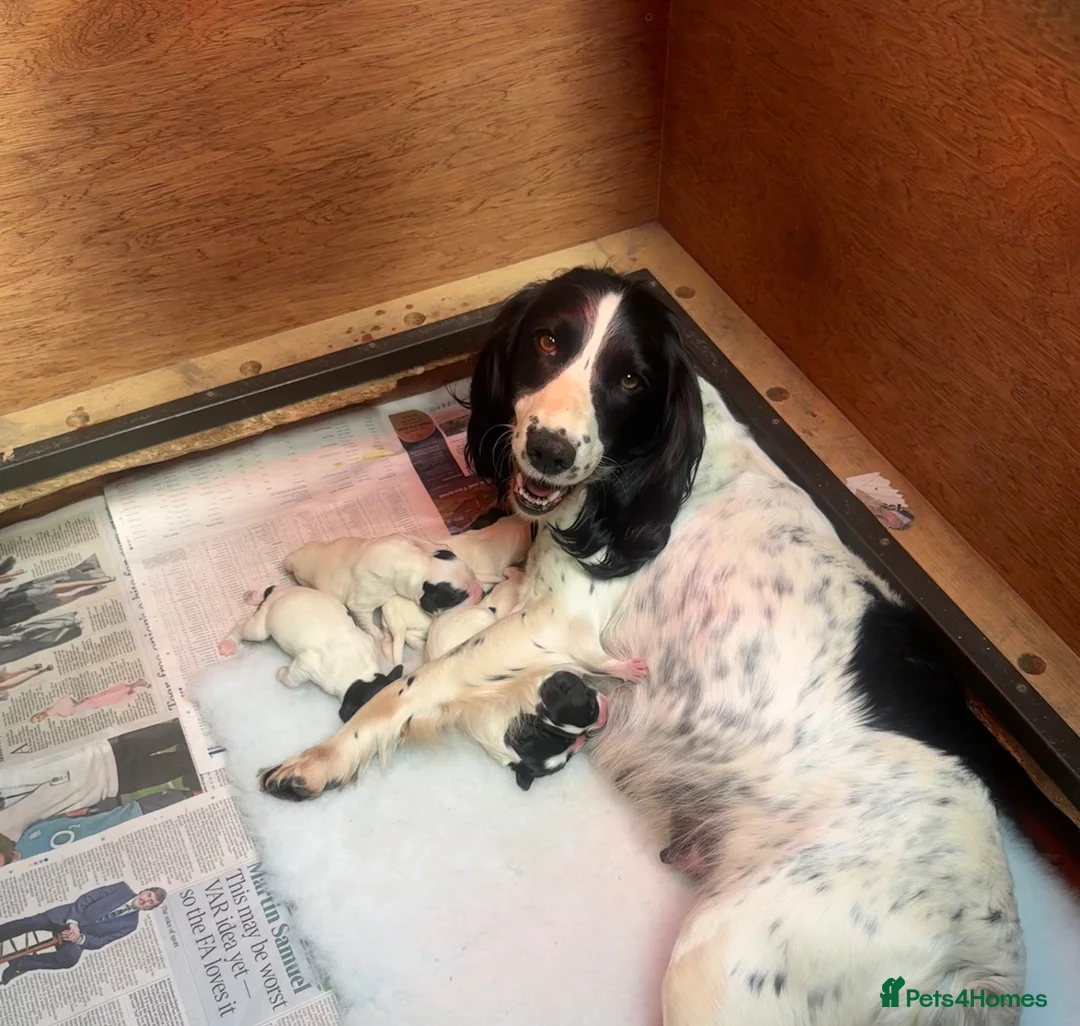 English Springer Spaniel dogs for sale: Beautiful English Springer Spaniel Puppies - Advert 13