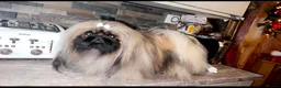 Pekingese dogs for stud: Stunning Pekingese STUD  - Advert 3