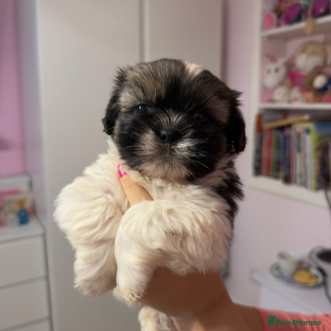 Mixed Breed dogs for sale: 3 Male puppies  - Advert 3